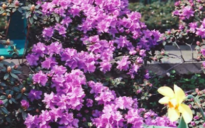 Azaleas & Rhododendrons