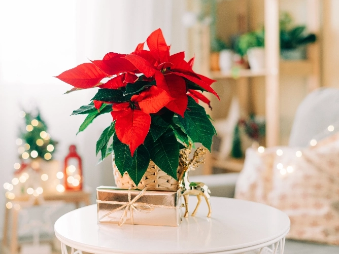 POINSETTIAS